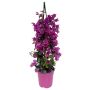 Bourgainvillea Ø17 cm potte - flere farver