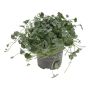 Dichondra Silver Falls Ø10,5 cm potte