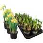 Påskelilje mini 'Tete a Tete' med 3 løg Ø9 cm potte