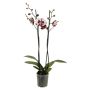 Orkidé 2 grenet Phalaenopsis Ø12 cm potte - flere farver