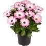 Spansk marguerit Osteospermum Ø11 cm potte - flere farver