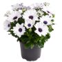 Spansk marguerit Osteospermum Ø11 cm potte - flere farver