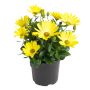 Spansk marguerit Osteospermum Ø11 cm potte - flere farver