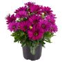 Spansk marguerit Osteospermum Ø11 cm potte - flere farver
