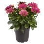 Spansk marguerit Osteospermum Ø11 cm potte - flere farver
