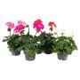 Pelargonie Pelargonium Zonale Ø10,5 cm potte - flere farver