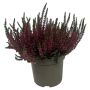Calluna Vulgaris Ø17 cm potte