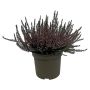 Calluna Vulgaris Ø17 cm potte