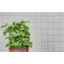 Mosaik CD 111 mat hvid 30x30 cm