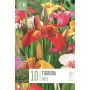 Kapiteyn blomsterløg Tigridia Pavonia Mixed 10 stk.