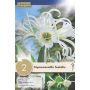 Kapiteyn blomsterløg Hymenocallis Festalis 2 stk.