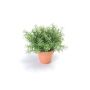 Emerald kunstig rosmarinbusk i potte 20 cm 