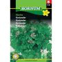 Hornum krydderurtefrø Koriander