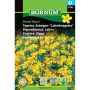 Hornum blomsterfrø Tagetes, Estragon- "Lakridstagetes"