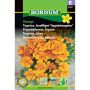 Hornum blomsterfrø Tagetes, Smalfliget- “Appelsintagetes”