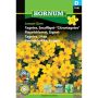 Hornum krydderurtefrø Tagetes, Smalfliget- “Citrontagetes”