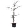 Cedrus Libani Glauca Ø23 cm potte