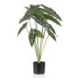 Emerald alocasia 80 cm