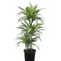 Dracaena Lemon Line Ø24 cm potte