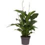 Fredslilje Spathiphyllum Ø13 cm potte