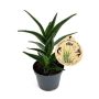 Aloe Ø12 cm potte