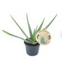 Aloe Ø12 cm potte