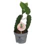 Kaktus Hylocereus Dragonfruit Ø12 cm potte