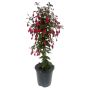 Fuchsia opstammet Ø19 cm potte - flere farver