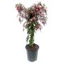 Fuchsia opstammet Ø19 cm potte - flere farver