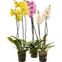 Orkidé 2-3 grenet Phalaenopsis Ø9 cm potte - flere farver