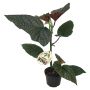 Begonia Wings Ø12 cm potte - flere varianter