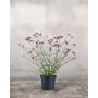 Verbena Ø17 cm potte - flere farver