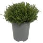 Krydderurter busk Ø18 cm potte - flere varianter