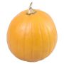 Halloween græskar 3,5-6,3 kg