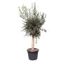 Oliventræ Olea europaea H170-180 cm