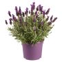 Lavendel Lavandula stoechas ‘Anouk’ Ø15 cm potte