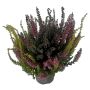 Calluna Vulgaris Ø10,5 cm potte