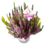 Calluna Vulgaris Ø10,5 cm potte