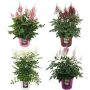 Astilbe Ø19 cm potte - flere farver