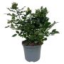 Haverose buskform Ø19 cm potte - flere farver
