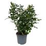 Haverose buskform Ø19 cm potte - flere farver