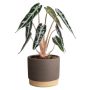Sansevieria Woodbase 6 cm potte - flere varianter