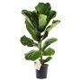 Violinfigen Ficus lyrata Ø17 cm potte