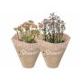 Kalanchoe Surprising Dessert Ø10,5 cm potte - flere farver