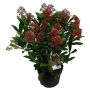 Skimmia Japonica Rubella Ø17 cm potte