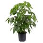 Schefflera arboricola ‘Amate’ Ø27 cm potte