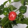 Peber Bendi (Capsicum annuum) Ø11,5 cm potte