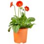 Gerbara Garvinea Ø19 cm potte - flere farver