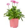 Gerbara Garvinea Ø19 cm potte - flere farver
