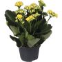 Kalanchoe gul Ø10,5 cm potte